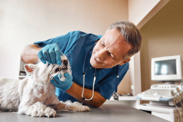 Best Emergency Dental Care for Broken or Chipped Teeth in Bemiss, GA